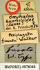 Oxyhaloa buprestoides (Saussure, 1862): Holotype, female, labels. BMNH(E)#878088. (Otu).