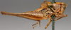 CollectionObject 1517139; 71177708-2973-4c8f-a4cf-9d6b023f8992: male, lateral view (holotype). (CollectionObject).