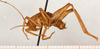 CollectionObject 1499251; 8e36a15c-8c98-408a-8087-1e23825ce390: male, lateral view (holotype). (CollectionObject).
