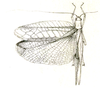 Arota alineata Brunner von Wattenwyl, 1891: Fig. 31. female (pale yellowish green; body length 20 mm, pronotum 5 mm, tegmen 32 mm, hind femur 17 mm, ovipositor 4.5 mm). (Otu).