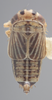Habitus, dorsal view on Athysanella (Amphipyga) longicauda Beirne, 1955: Dorsal - male. (Observation).