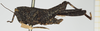CollectionObject 1580018; ac4ce87a-cce6-4eb0-9027-2e9eab874e69, NHMUK010924584: female, lateral view (holotype). (CollectionObject).
