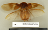 CollectionObject 1572873; 7995ea9c-bee4-478a-b0fc-0f6ed4e9c154: Copyright Natural History Museum, London. Non-type (adult male) in BM(NH). Dorsal view. (CollectionObject).