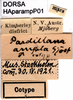 CollectionObject 1580273; d0d43e0c-8af7-4266-af46-73d76eee5562: labels (paralectotype). (CollectionObject).