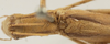 CollectionObject 1582906; 07f1cb2e-3ed1-4a23-aad5-165bd8910ea9: male pronotum, dorsal view. (CollectionObject).