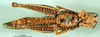 CollectionObject 1502283; 33e10c1a-55f0-4666-9ee0-c49e95e555cf: female, ventral view (paratype). (CollectionObject).