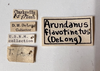 Other: !! display not done !! on Arundanus flavotinctus (DeLong, 1916): (Observation).