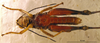 CollectionObject 1521404; 345bb1b9-dfaa-442b-9a08-1662e7382539: male, ventral view (holotype). (CollectionObject).