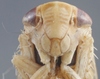 Head on Eutettix (Eutettix) discolor Hepner, 1942: Head/Face. (Observation).