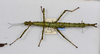 CollectionObject 1570400; d3492887-6687-4349-bcc2-9395393865d2: copyright MONZ, Wellington. female of synonym Acanthoxyla huttoni, dorsal view (paratype). (CollectionObject).