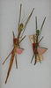 CollectionObject 1558636; a9690e25-0463-4a77-a7df-e1a41ca499d3: copyright ANSP. male and female (syntypes). (CollectionObject).;CollectionObject 1558637; 98c500c6-1aab-46b6-a1e6-f5d7ae2f5bcf: copyright ANSP. male and female (syntypes). (CollectionObject).