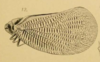 Habitus, lateral view: !! display not done !! on Doriana conspersa (Walker, 1858): (Observation).