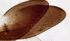 Ovipositor on Achaeticina Emeljanov, 1962: Achaetica anabasidis, 3rd valvula (INHS). (Observation).