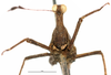CollectionObject 1521834; 4498955b-3efe-49a2-92ab-a0f9896c5628: male, frontal view (syntype of Tetricodina luteomarginata). (CollectionObject).