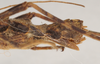 Ommatopseudes harmani (Brock, 1995): copyright Natural History Museum, London. female: end of abdomen, lateral view (paratype). (Otu).