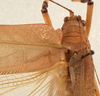 CollectionObject 1534699; ff1d96fe-631e-4577-905a-72d333e070ad: male pronotum dorsal (syntype of Mataeus longipennis). (CollectionObject).