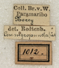 CollectionObject 1531473; 291a1cf9-8094-4906-835d-e1a6b85d0530: labels (syntype of Conocephalus nigropunctatus). (CollectionObject).