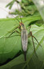 Oecanthus californicus pictipennis Hebard, 1935: female, found on ground vegetation under Pinyon Pine with a singing male. (Otu).