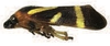 Habitus, lateral view on Carachata dimorphica Carvalho & Sakakibara, 1989: (Observation).