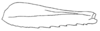 Callimenellus distinctus Gorochov & Voltshenkova, 2005: Fig. 30. hind femur. (Otu).