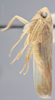 Habitus, lateral view: !! display not done !! on Chlorotettix melanotus DeLong, 1916: Lateral. (Observation).
