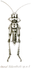 Cranae kuekenthali kuekenthali Brunner von Wattenwyl, 1898: Pl. XVIII, Fig. 36. male (body length 22 mm, pronotum 4.5 mm, tegmina 6.5 mm). (Otu).