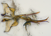 Aedeagus, ventral view: (Observation).