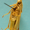 CollectionObject 1542803; cb448c6c-a34a-4e49-b9e2-600fc6027374: male, apex of the abdomen ventral view (holotype). (CollectionObject).