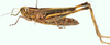 Tropidiopsis haasi (Bolívar, 1908): female, lateral view. (Otu).