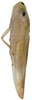 Habitus, lateral view on Cassianeura bimaculata Dworakowska, 1984: male. (Observation).