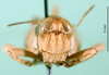 CollectionObject 1584524; 9d619361-9954-4d9a-8e2b-944952c0cd83: female, frontal view (paratype). (CollectionObject).
