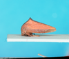 Habitus, lateral view: !! display not done !! on Ennya nigrostrigata (Buckton, 1901): (Observation).