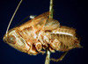CollectionObject 1500246; 30a5c4f1-34e8-4bae-9993-cc2b763b7c46: male, lateral view (syntype). (CollectionObject).