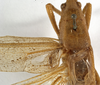 CollectionObject 1530645; 482fa01e-ba8d-4dc2-8a51-66399b3ab053: male, stridulatory area (holotype). (CollectionObject).