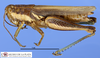 CollectionObject 1514304; a07d32c9-6cbb-4dd6-b7d5-d83b87ccf7ef, MLP3594/2: female, lateral view (paratype). (CollectionObject).