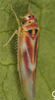 Habitus, dorsal view: !! display not done !! on Arboridia (Arboridia) parvula (Boheman, 1845): Habitus (female). (Observation).