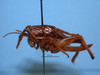 CollectionObject 1513761; a9d05c94-9127-471d-82eb-58035f3695b6: female, lateral view (topotype). (CollectionObject).