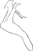 Aedeagus, lateral view: Aedeagus, lateral view. (Observation).