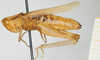CollectionObject 1519442; 93b5a219-39c2-4960-a891-9297cd9bdf1f, NHMUK10924574: female, lateral view (holotype). (CollectionObject).