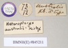 CollectionObject 1558876; NHMUK(SF IMPORT DUPLICATE) 845211, 11c58213-d53b-48a9-8373-39929aef4477: copyright Natural History Museum, London. male, data labels [round label reversed] of synonym Heteropteryx australe (lectotype). (CollectionObject).
