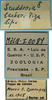 CollectionObject 1542906; DEES MZLQ-I0087', 4d547189-1379-4566-a1a3-a4f0260f52f1: male, labels (syntype). (CollectionObject).