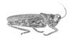 Pachyossa signata Rehn, 1913: Fig. 12 (after type). female habitus. (Otu).