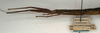 CollectionObject 1557198; NMW 954, da41f090-ae4f-4871-8f3c-0969496cc748: copyright NMW, Vienna. female: head and thorax, lateral view (holotype). (CollectionObject).