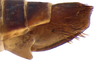 Other on Coarctana oricula Domahovski & Cavichioli, 2023: Female paratype [DZUP]: distal portion of abdomen, lateral view. (Observation).
