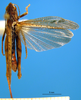 CollectionObject 1505416; 269c6ef7-d350-4a09-bea1-aab288ae9f9e: male, dorsal view (paratype). (CollectionObject).