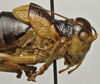 CollectionObject 1535224; 9444af8a-723b-4feb-8f94-bf6c4d147194: male head and pronotum, lateral view (lectotype). (CollectionObject).