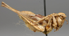 CollectionObject 1517402; 5a91da56-2447-4e0a-8327-0ce4adcced3f: male, lateral view (holotype). (CollectionObject).