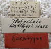 CollectionObject 1506474; ac61894d-93b1-43dc-97ce-55de53a5dcea: labels (paratype). (CollectionObject).