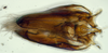 Subgenital plate: (Observation).