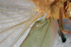 CollectionObject 2376978; bb371f53-4fb4-4895-8d57-75e746bdada8: male, ventral view (syntype). (CollectionObject).